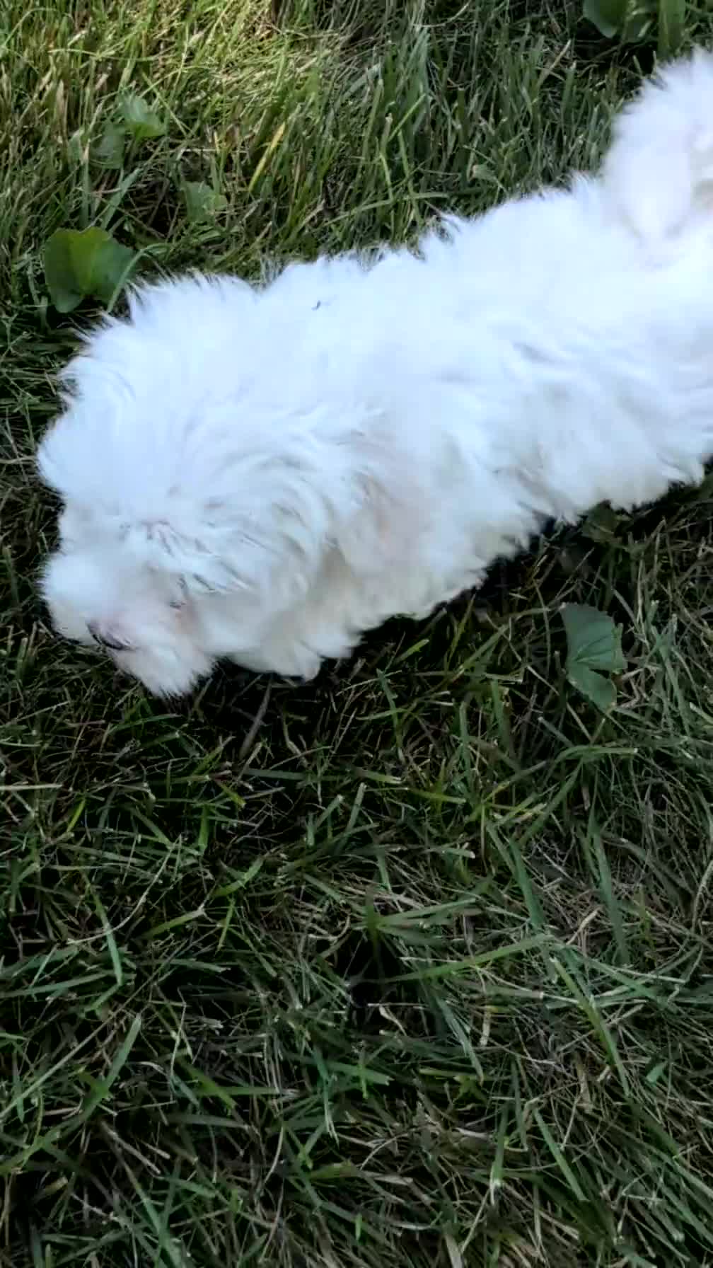 Maltese dogs for sale: Teddy - Video 1