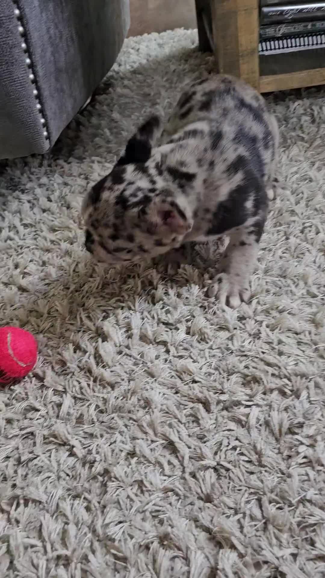 French Bulldog dogs for sale: French Bulldog 1 - Video 1