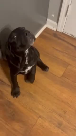 Mixed Breed dogs for sale: Lola - Video 1