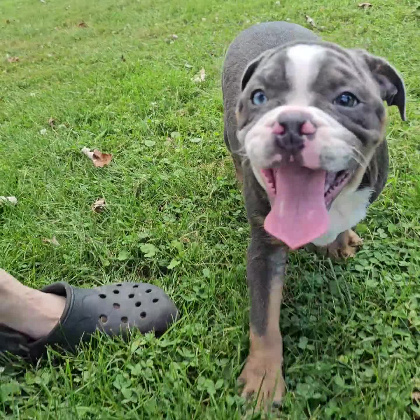 Mixed Breed dogs for sale: Big Bubba Blue - Video 1