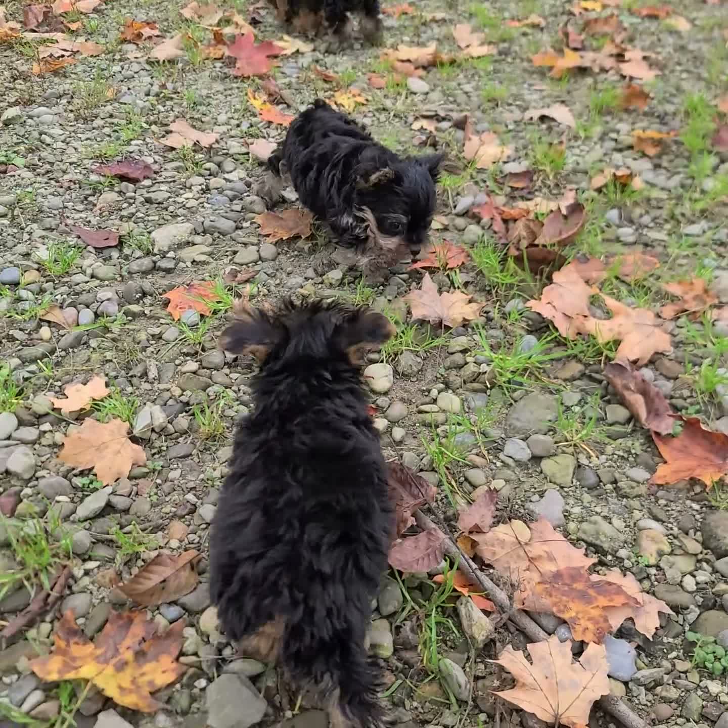 Yorkshire Terrier dogs for sale: Crystal teacup - Video 2