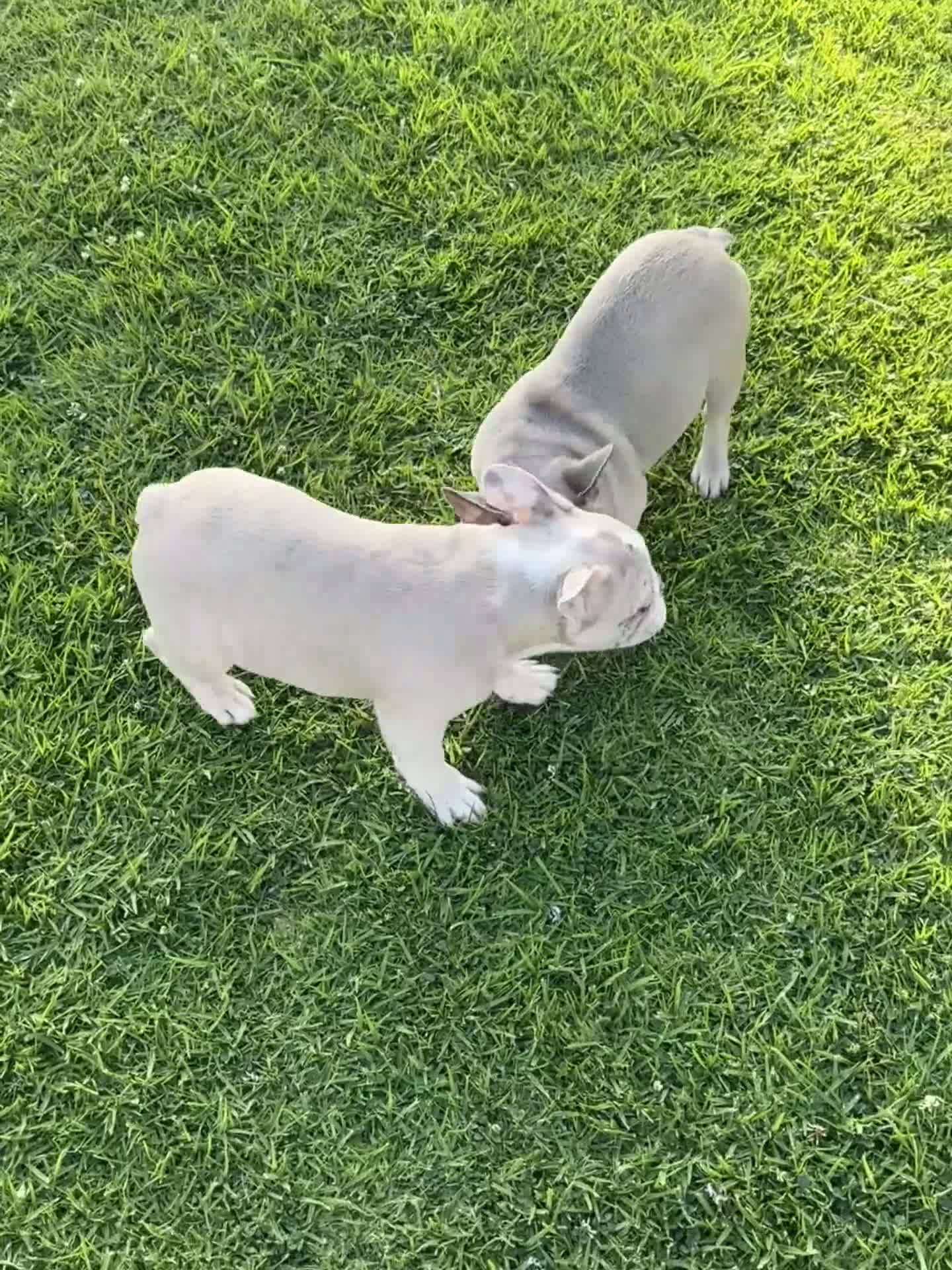 French Bulldog dogs for sale: Coco - Video 3