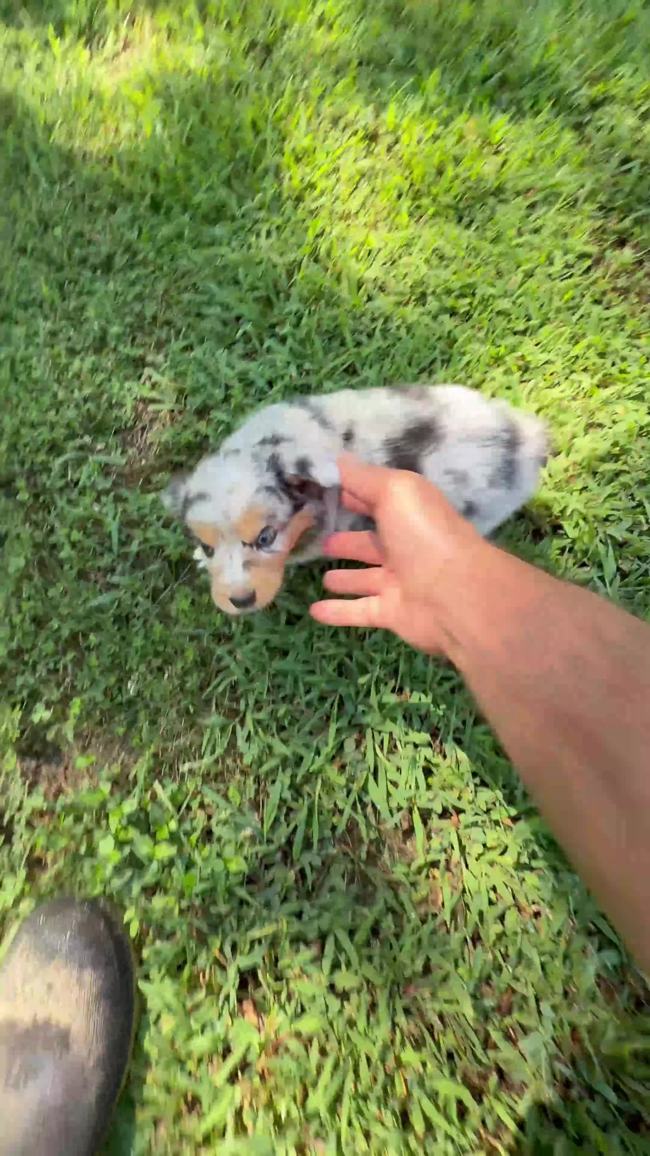 Australian Shepherd dogs for sale: Lucy - Video 1