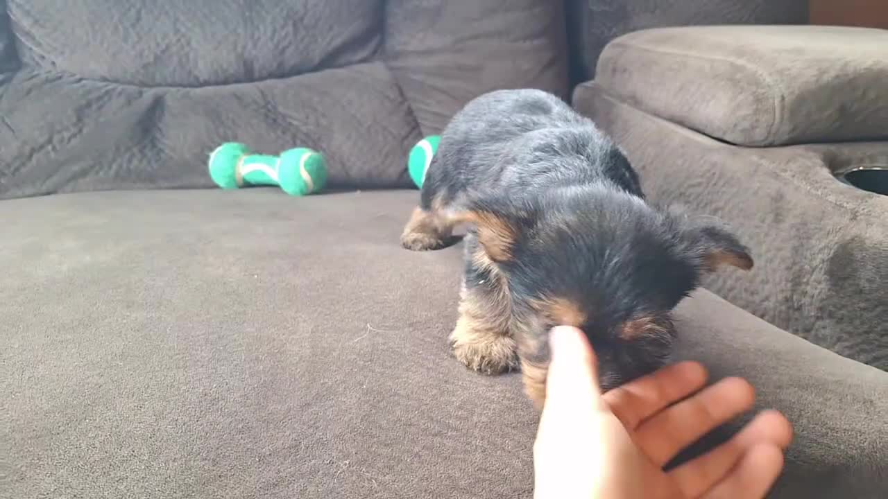 Yorkshire Terrier dogs for sale: Reba - Video 10