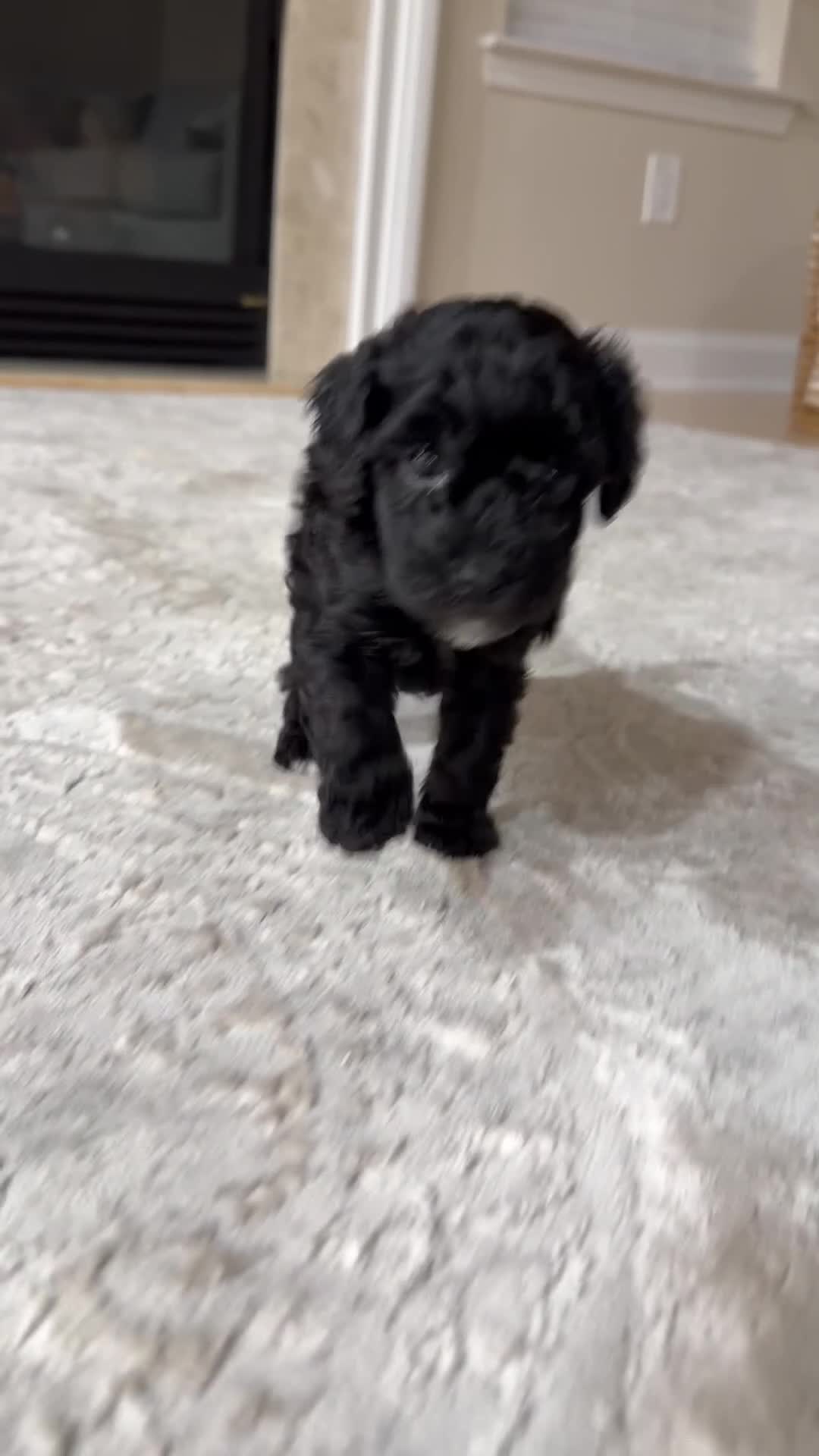 Miniature Poodle dogs for sale: BOLT - Video 1