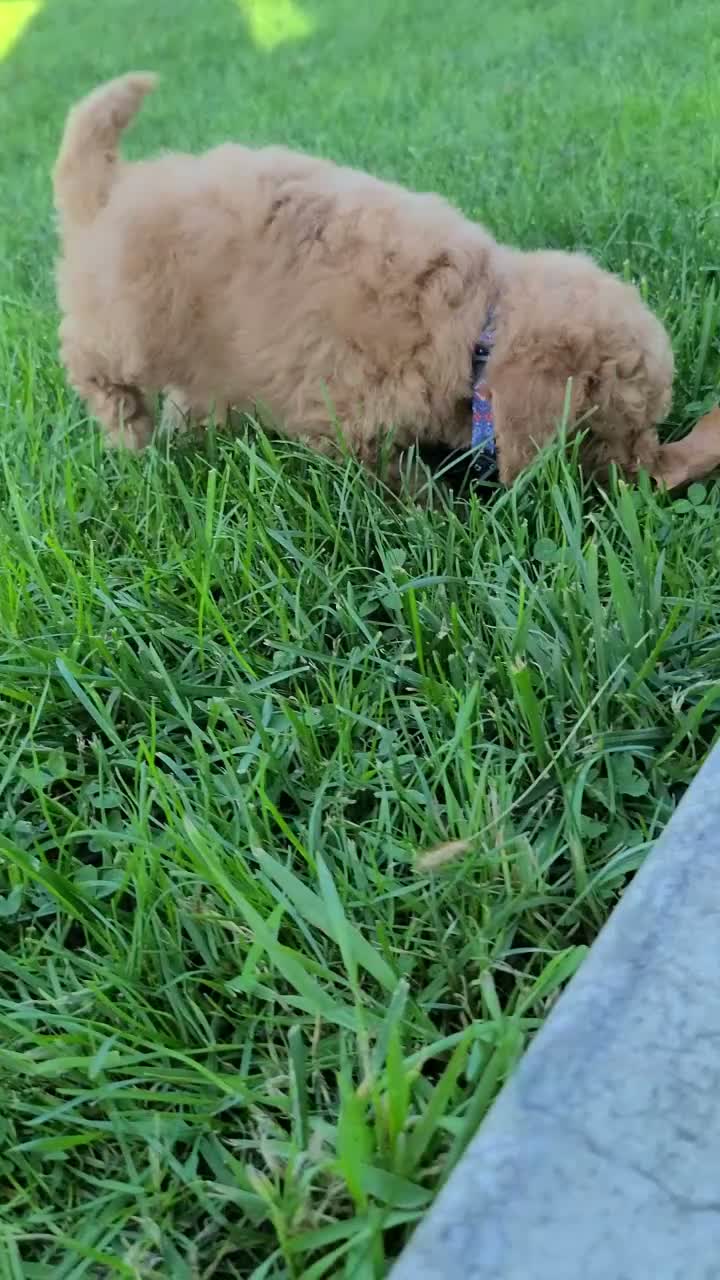Miniature Poodle dogs for sale: Gary - Video 1
