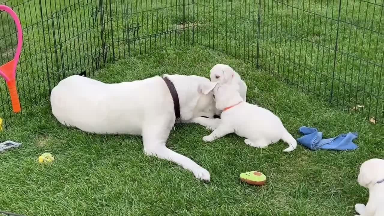 Labrador Retriever dogs for sale: Labrador Retriever 2 - Video 1