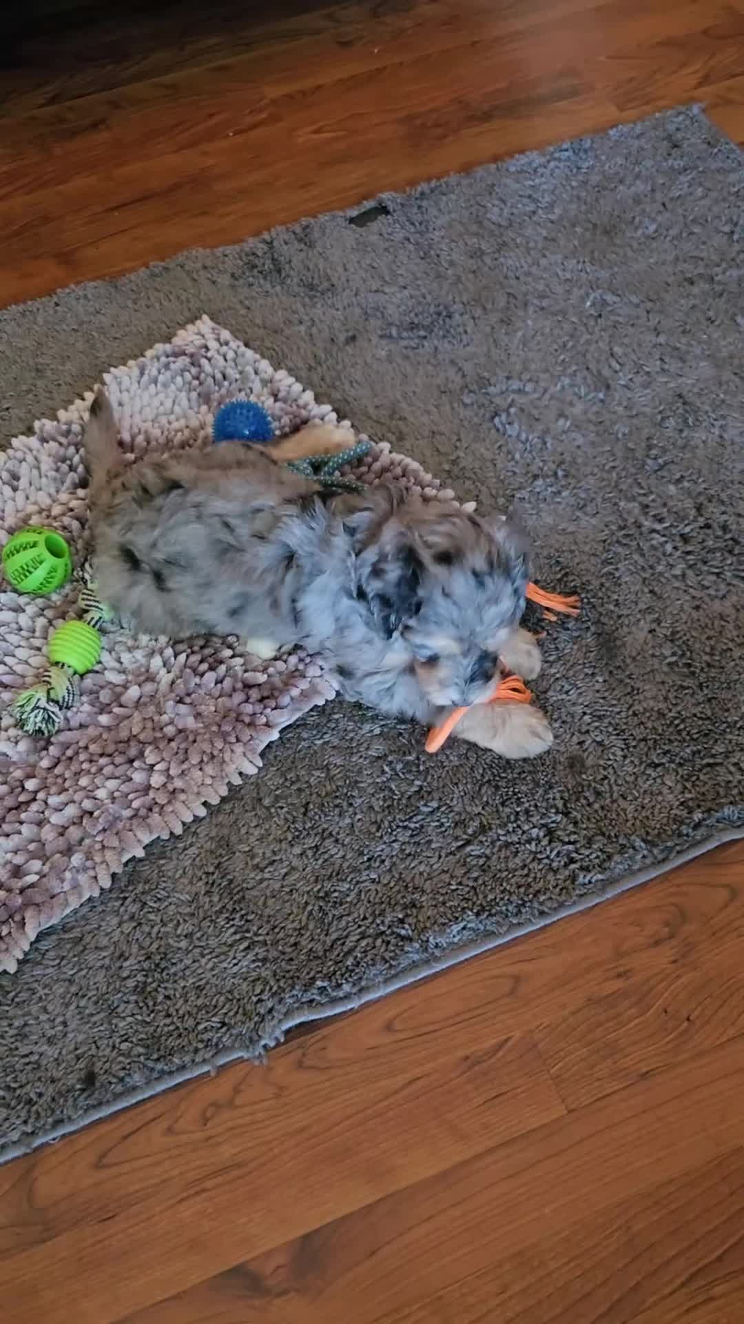 Bernedoodle dogs for sale: Bernedoodle 6 Yellow Collar  - Video 1