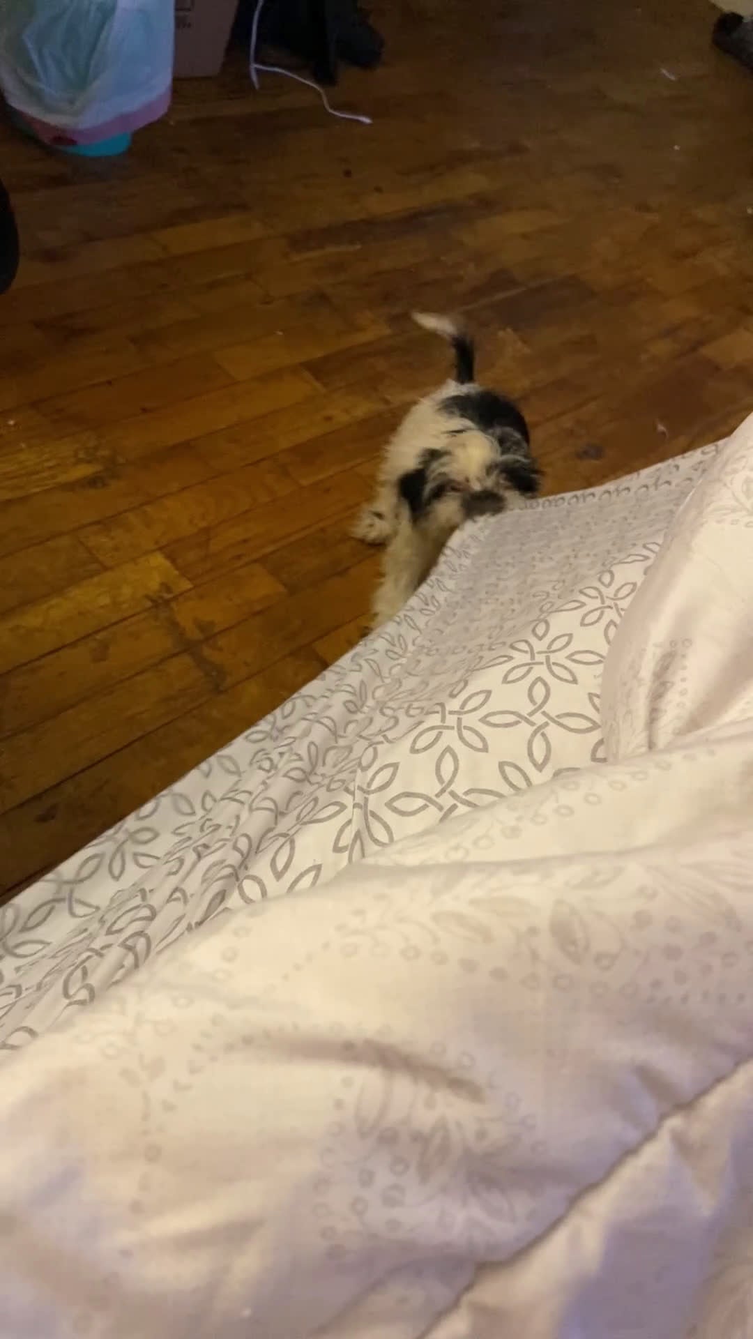 Shihpoo dogs for sale:  Wabi-Sabi - Video 1