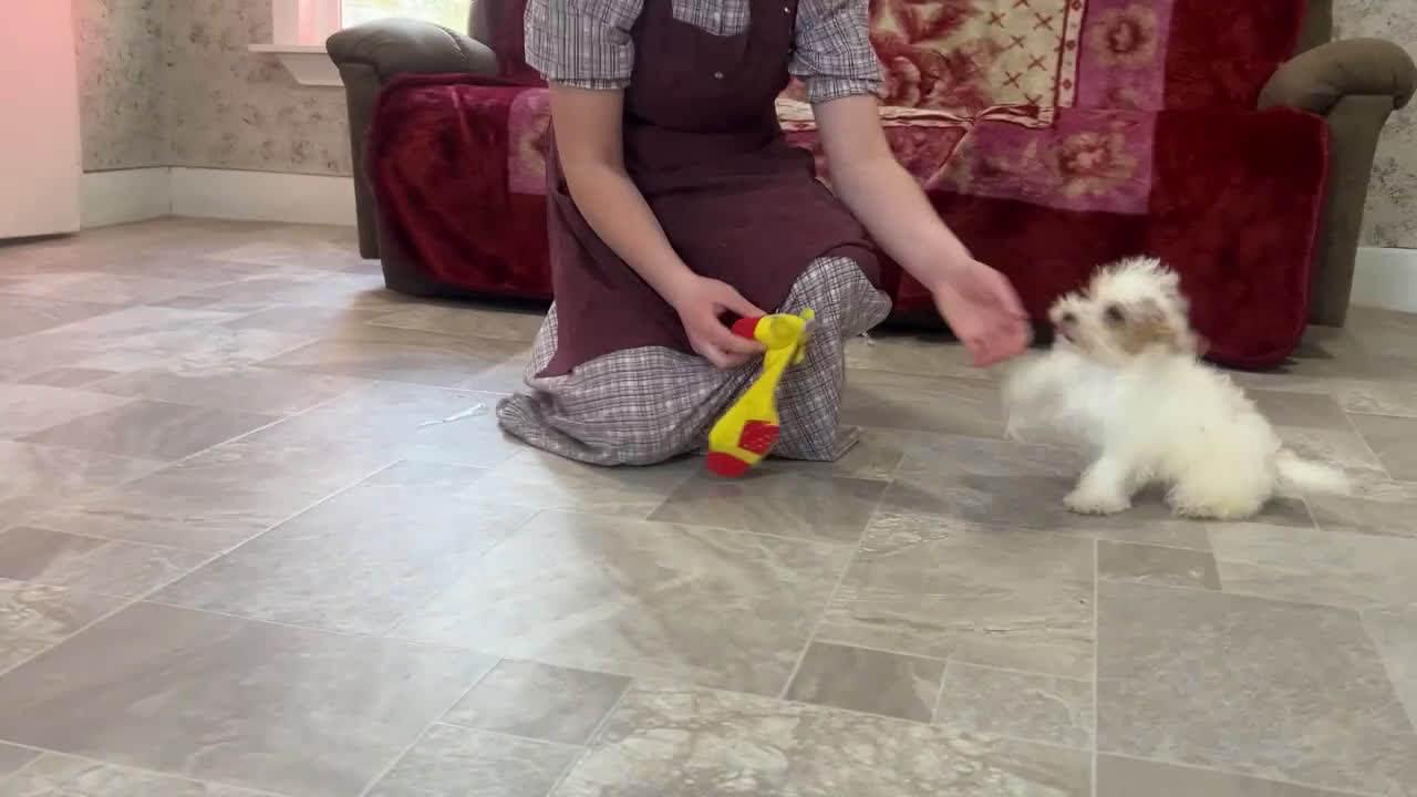 Schnoodle dogs for sale: Brandon - Video 1