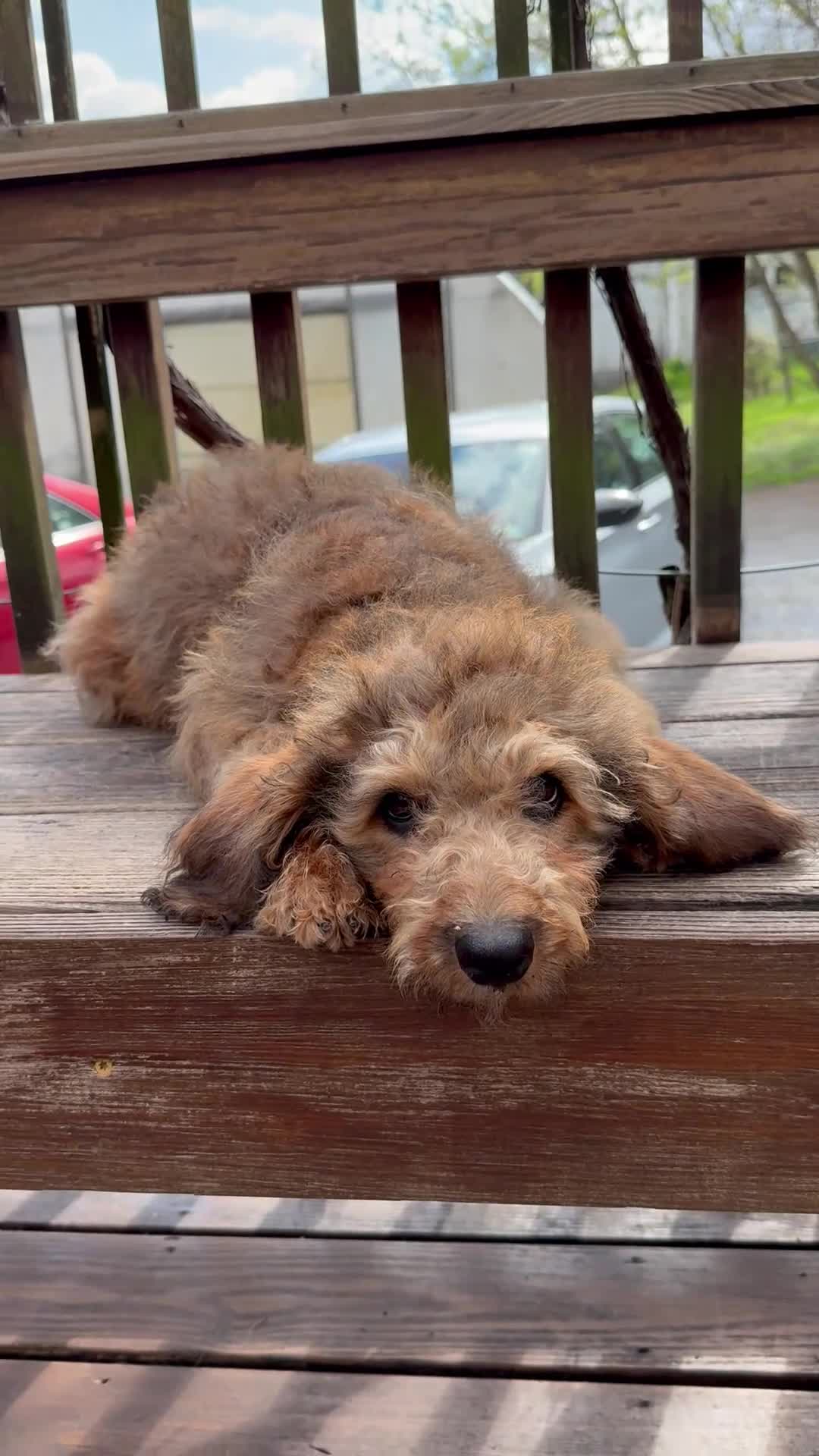 Mixed Breed dogs for sale: Sandy - Video 1