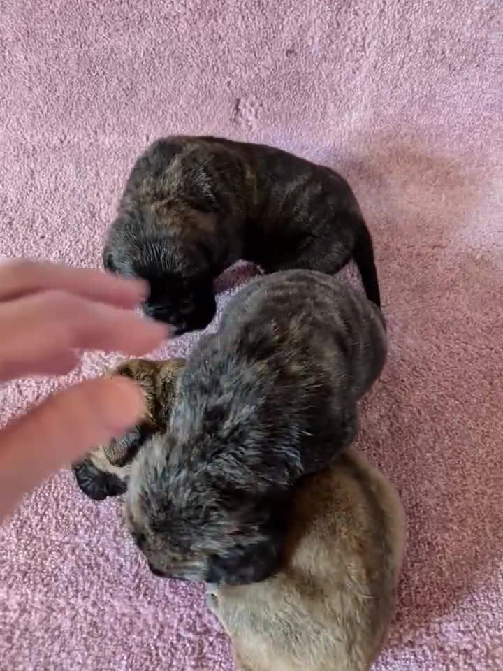 Bullmastiff dogs for sale: Tzurit  - Video 1