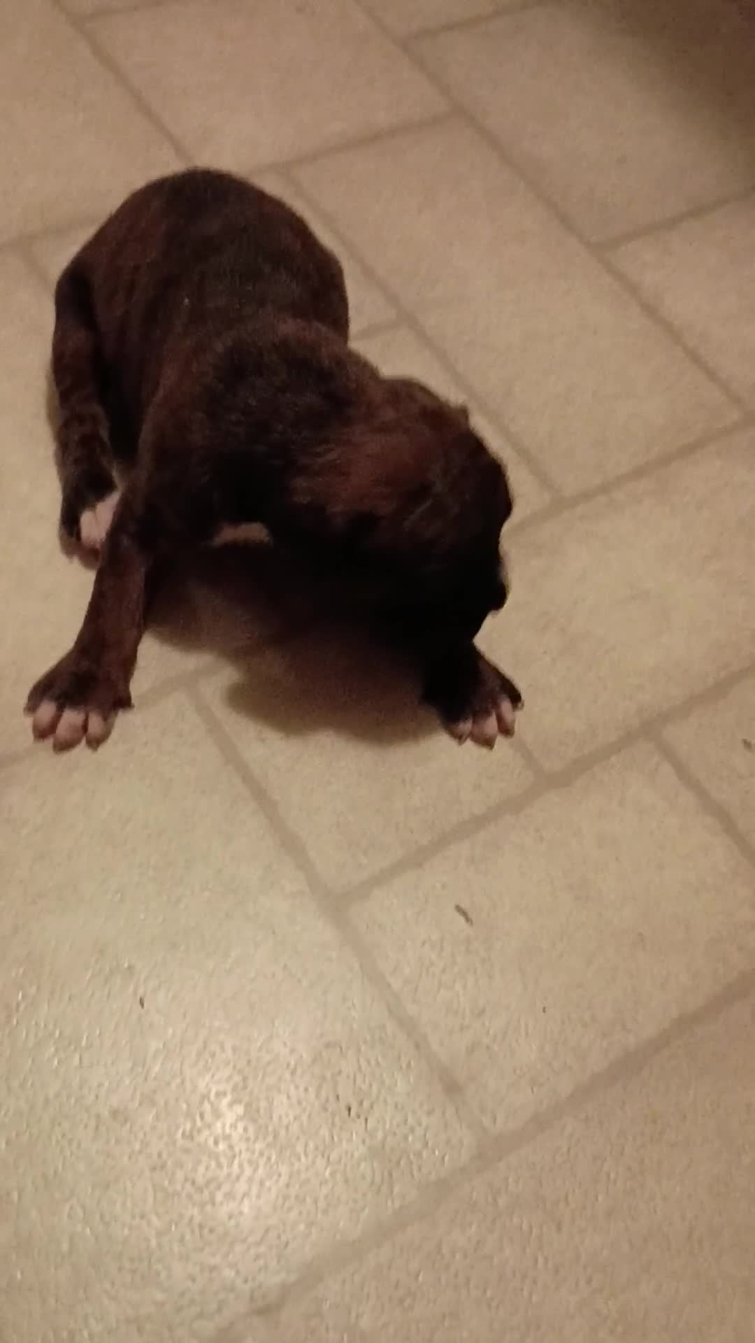 Boxer dogs for sale: Blaze - Video 1