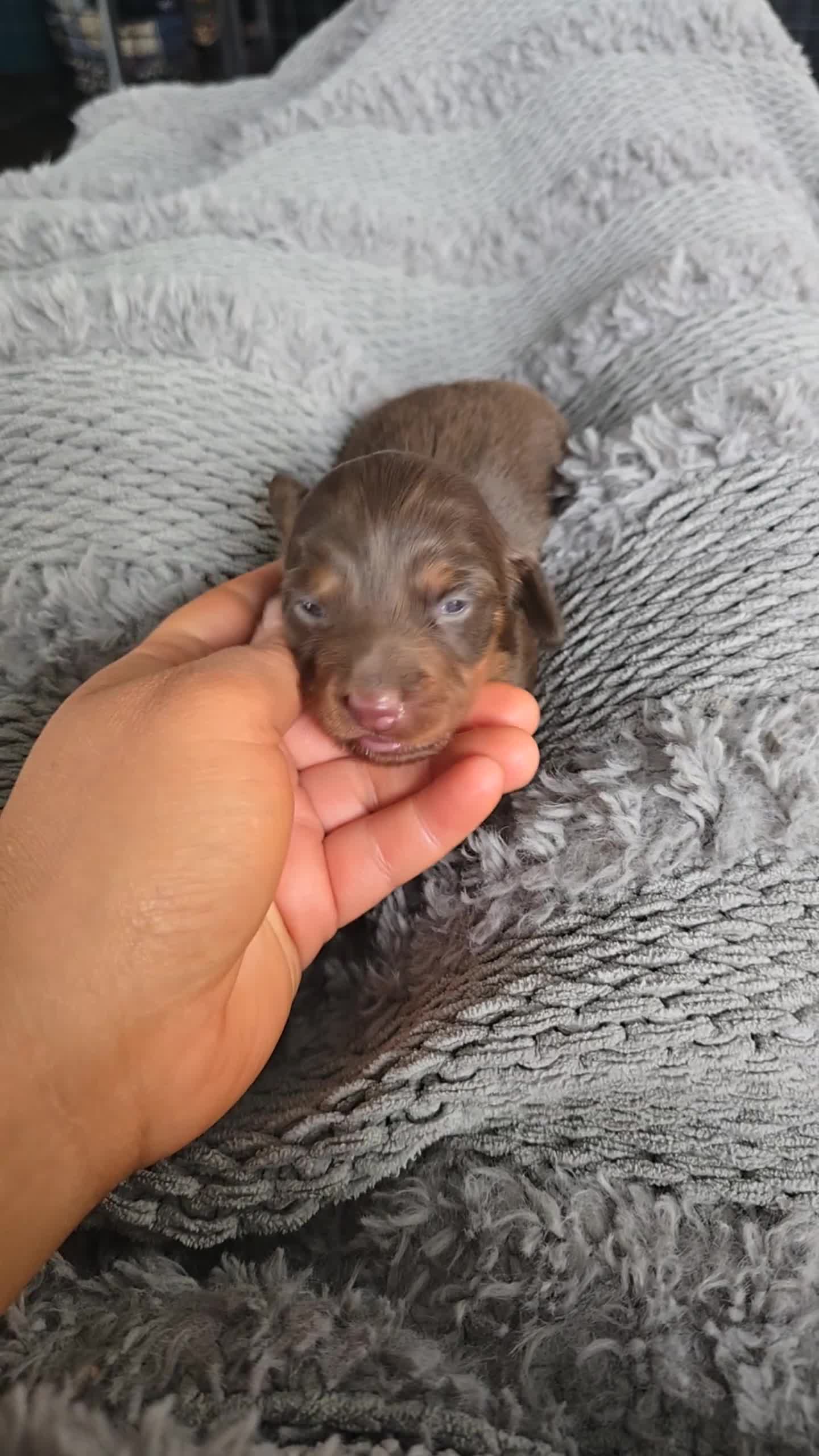 Mixed Breed dogs for sale: Maple - Video 1