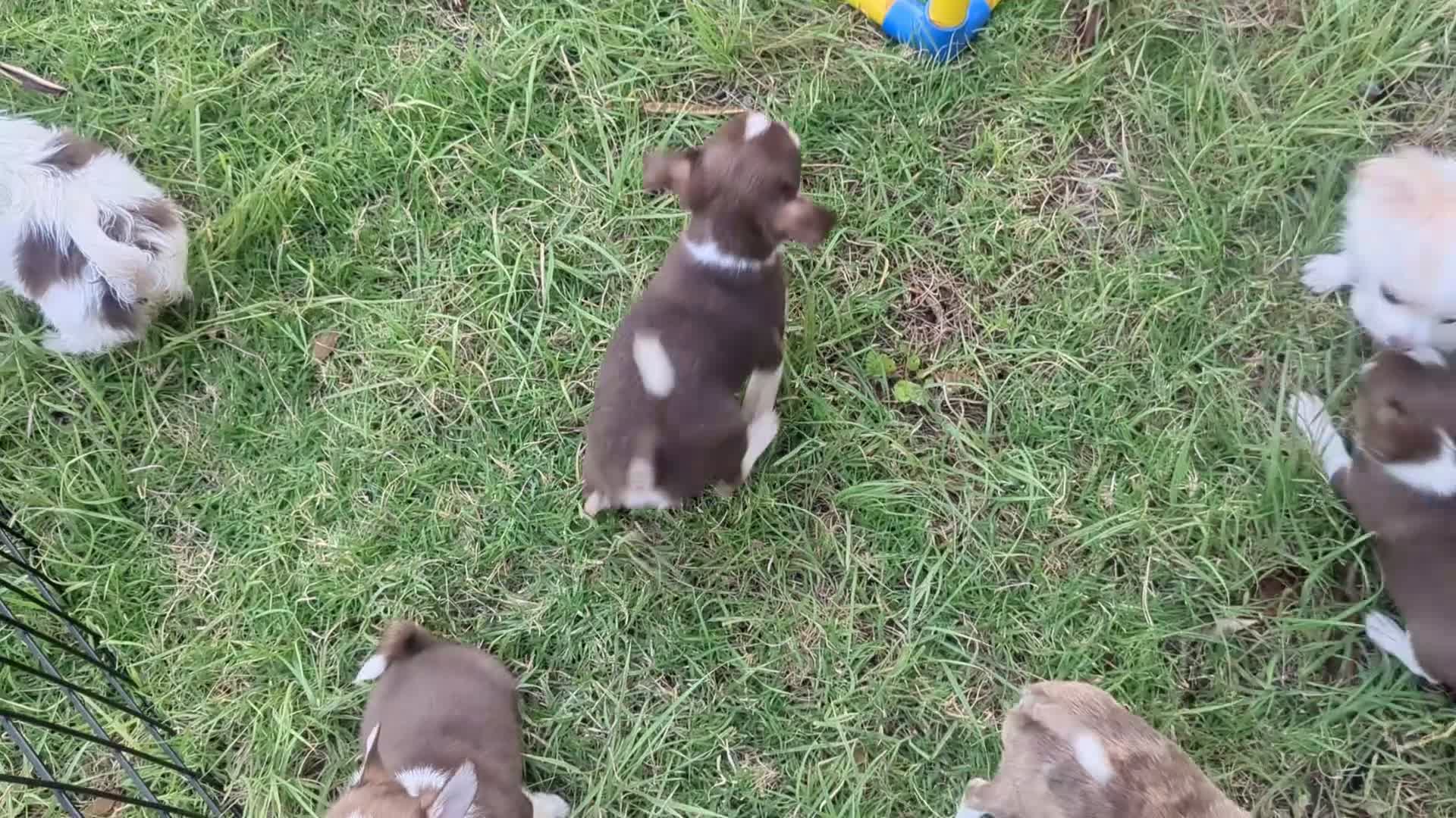 Chihuahua dogs for sale: Prince  Tiny LC  - Video 2