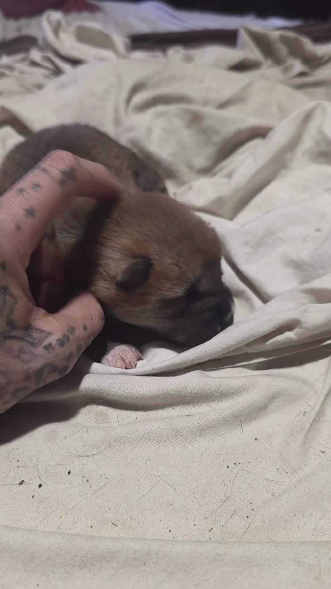 Shiba Inu dogs for sale: Shiba Inu Puppy 1 - Video 3