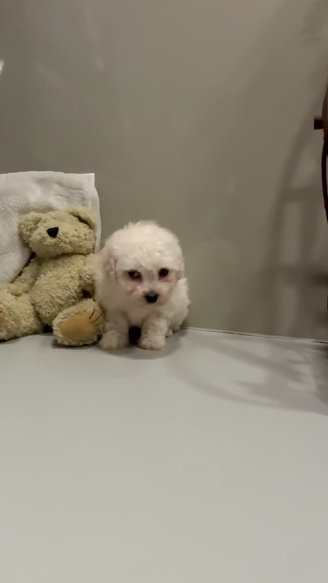 Bichon Frise dogs for sale: ACA Mickey - Video 4