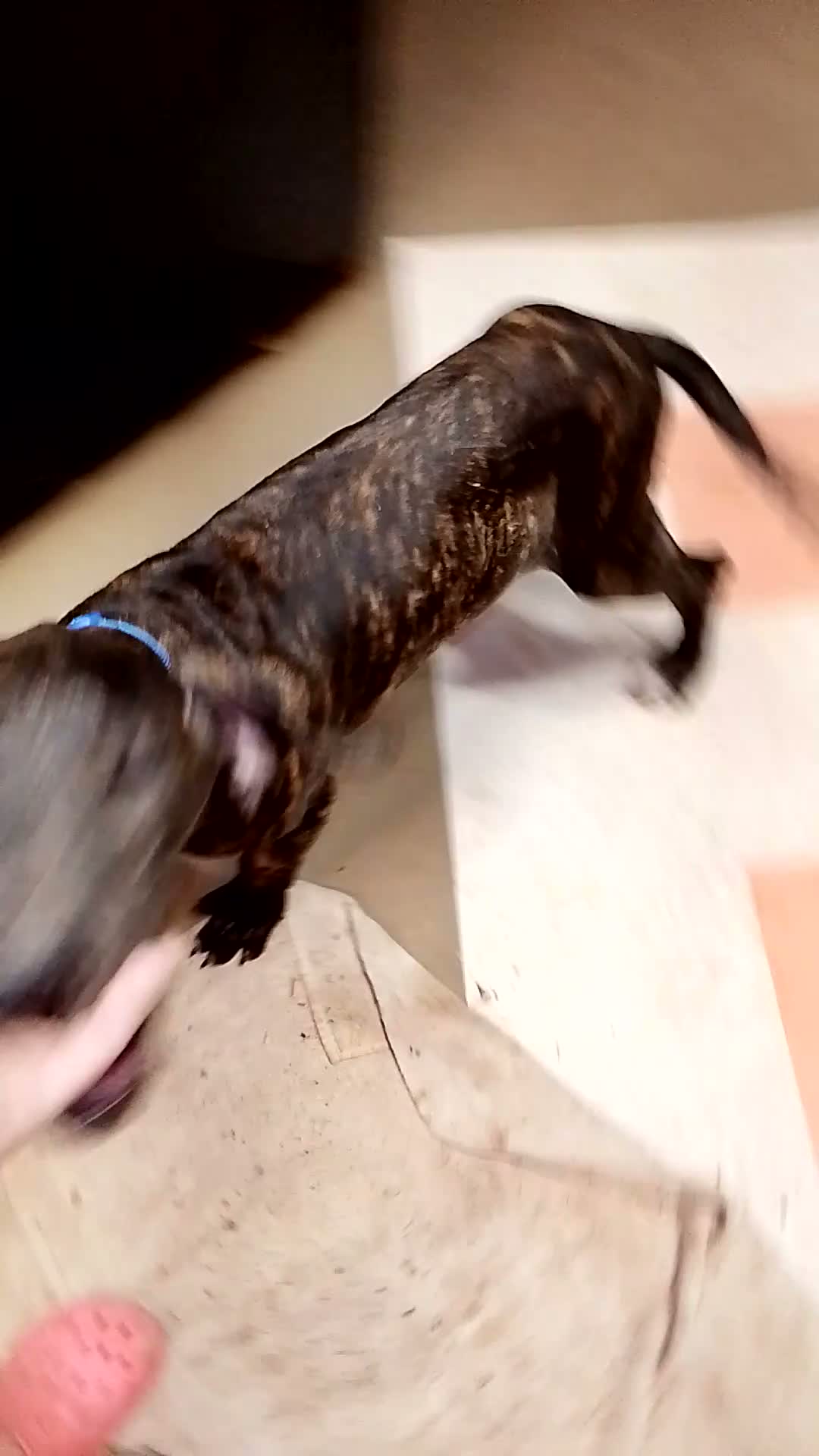 Great Dane dogs for sale: Great Dane 7 - Video 8