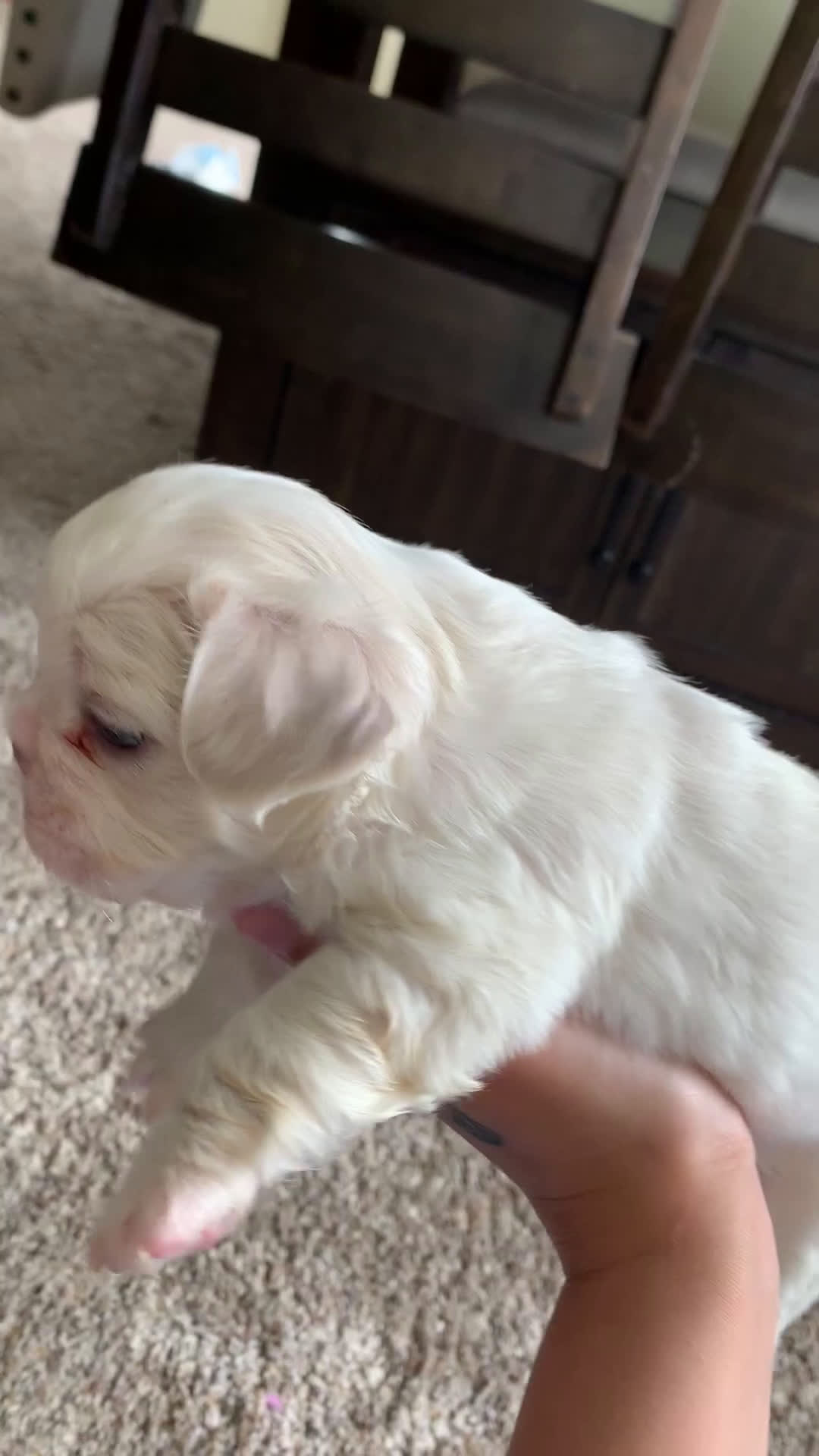 French Bulldog dogs for sale: Ivy - Video 1