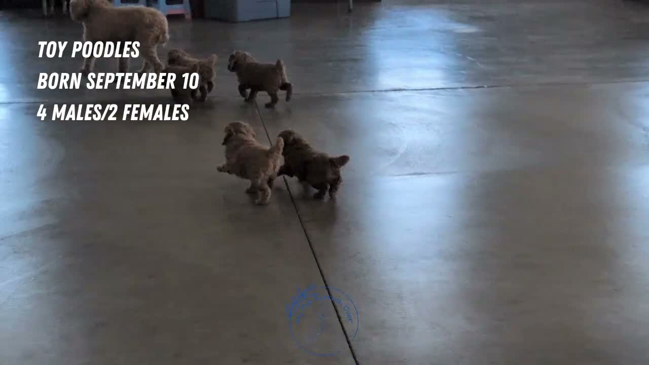 Toy Poodle dogs for sale: Waneta - Video 3