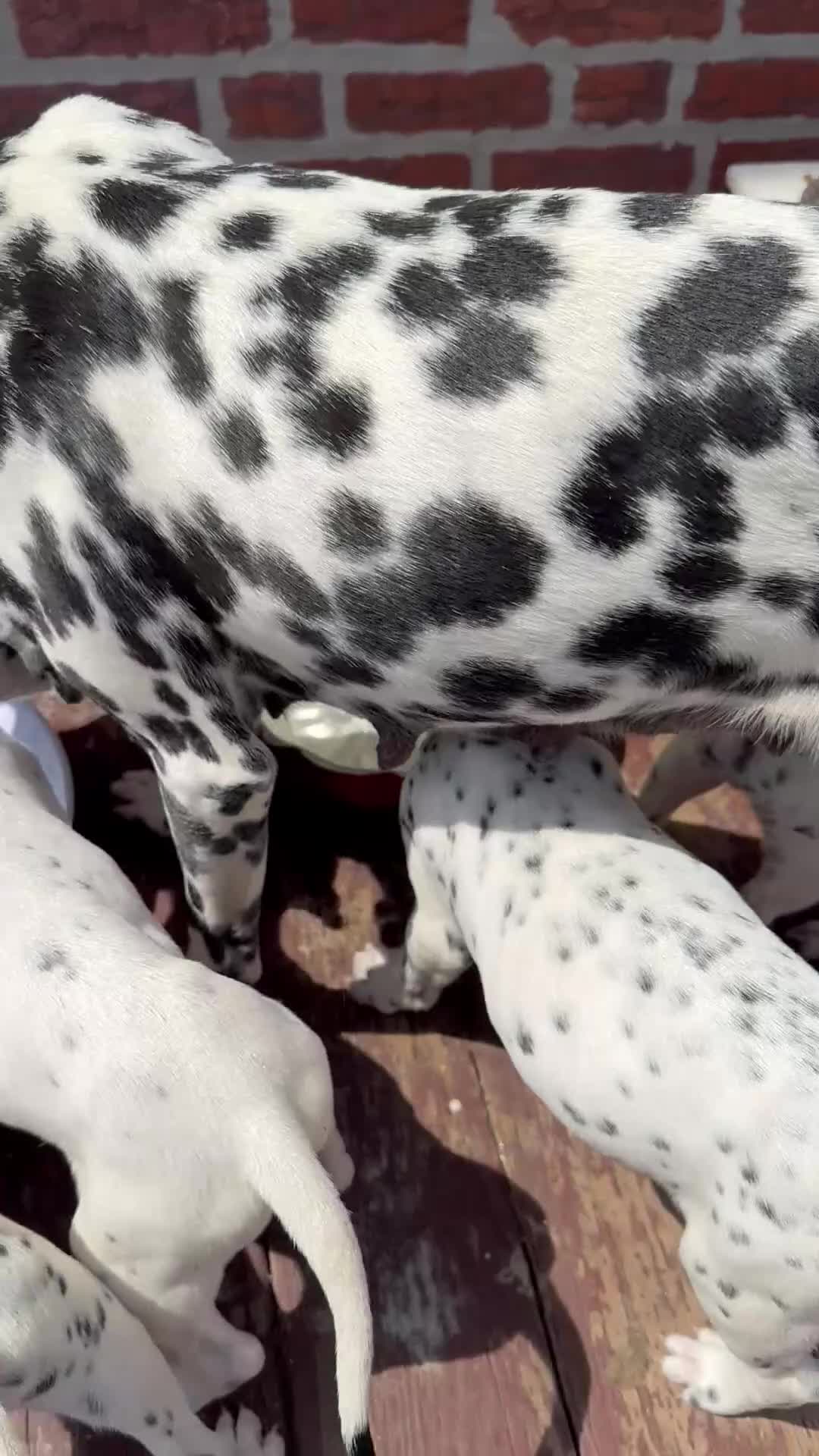 Dalmatian dogs for sale: Neo - Video 4