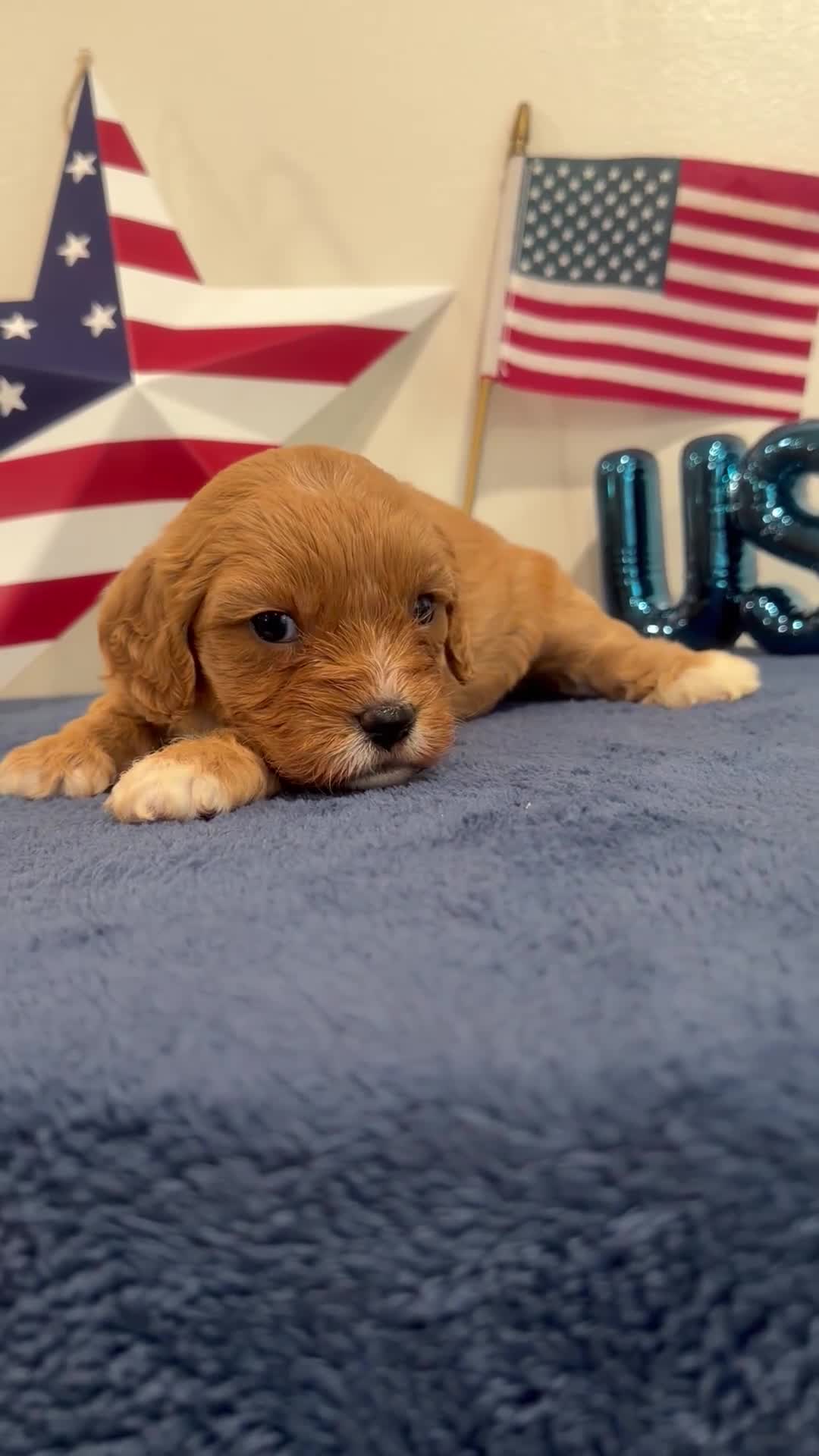 Cavapoo dogs for sale: Patriot - Video 1