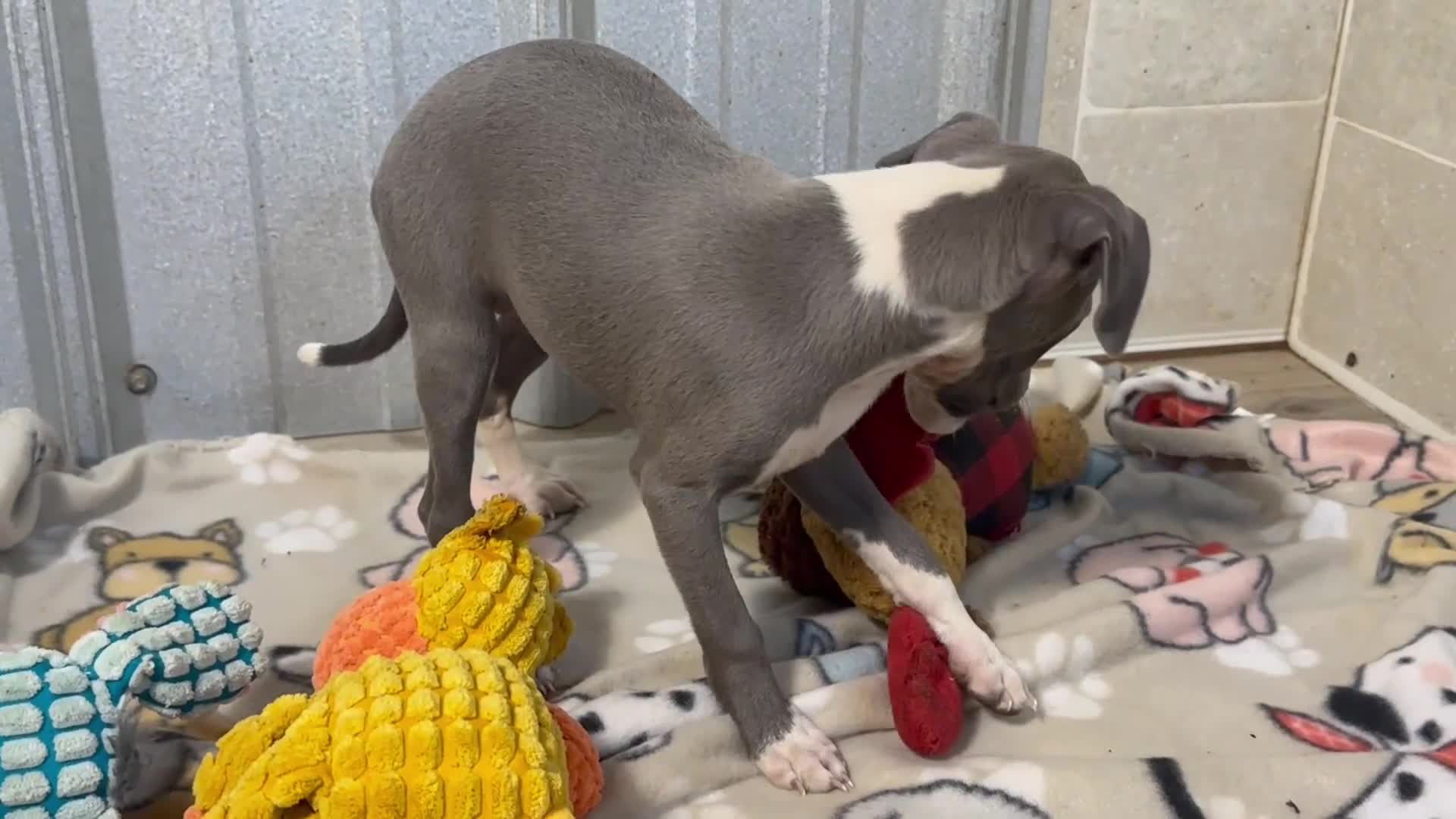 Italian Greyhound dogs for sale: Strawberry - Video 1