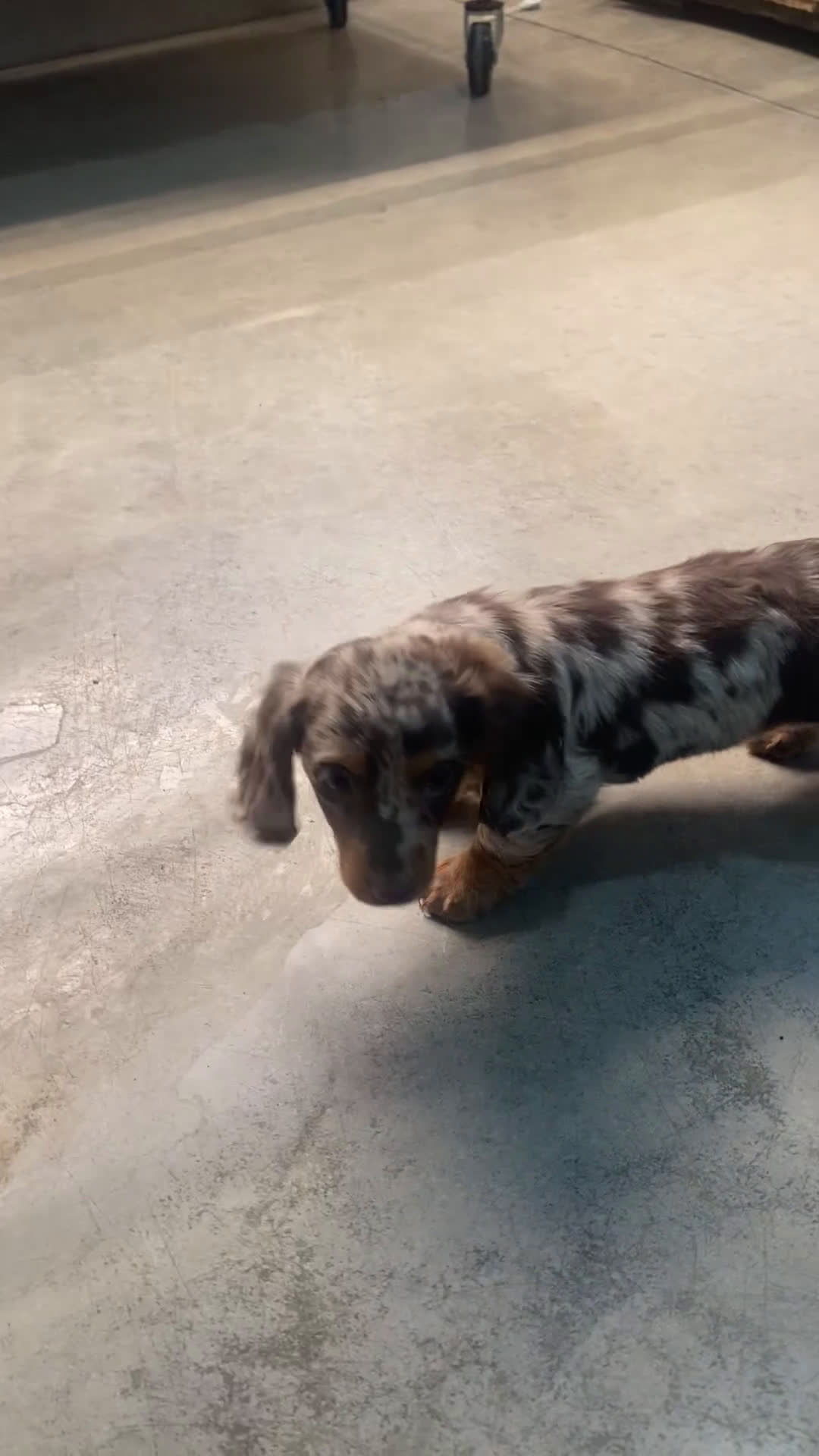 Miniature Dachshund dogs for sale: Mary - Video 1