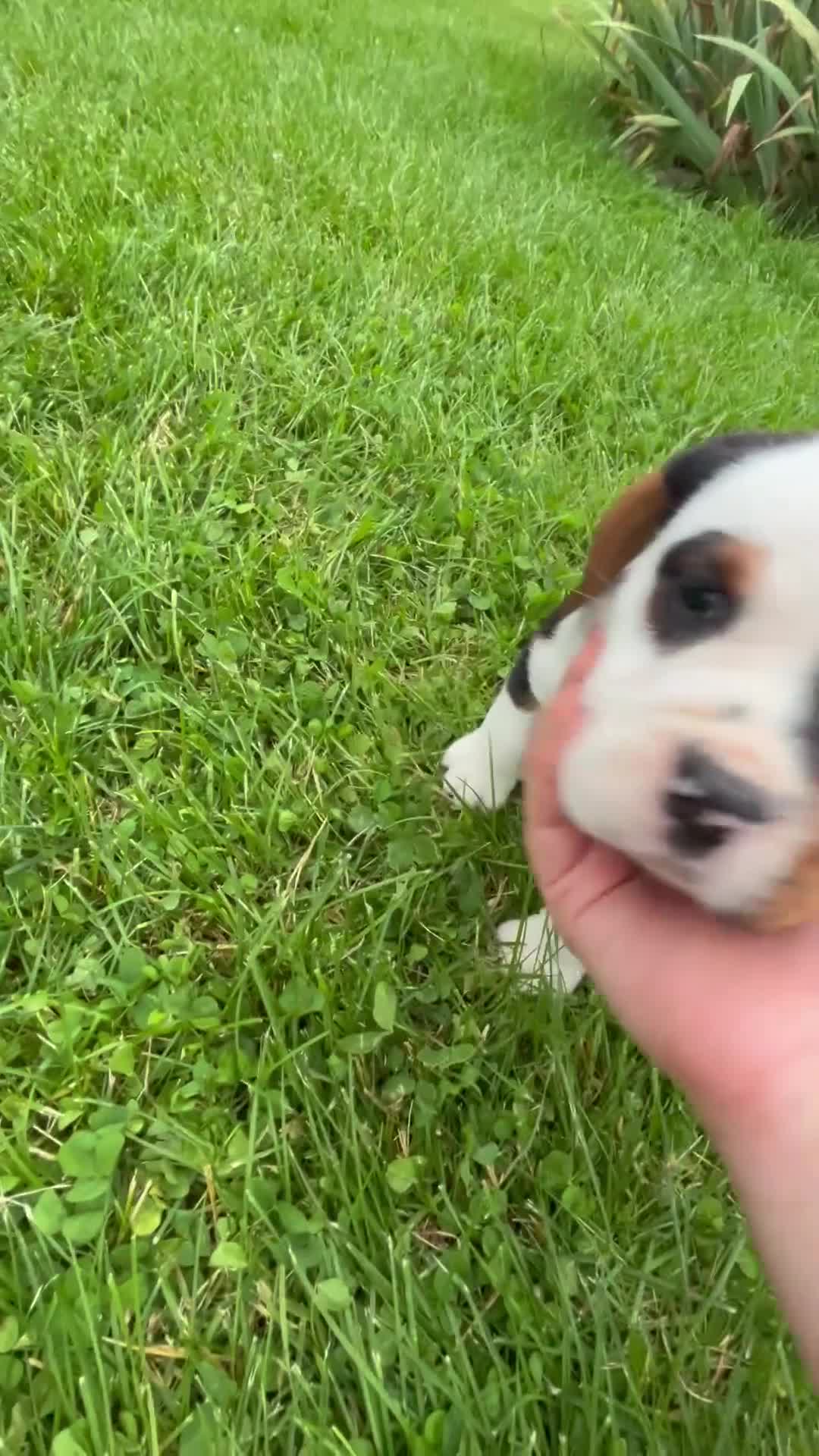 Beabull dogs for sale: Della - Video 1