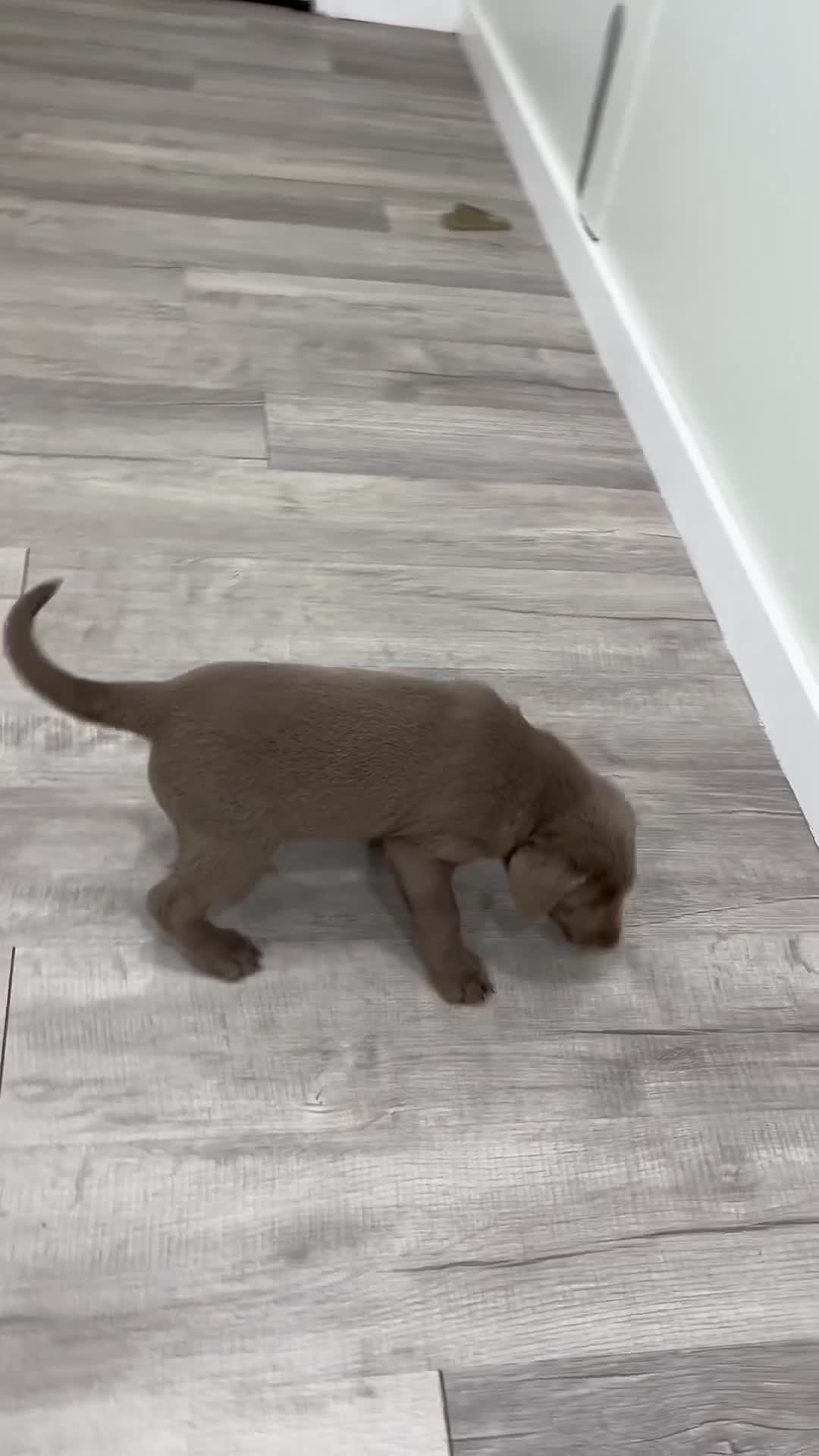 Labrador Retriever dogs for sale: Shadow - Video 1