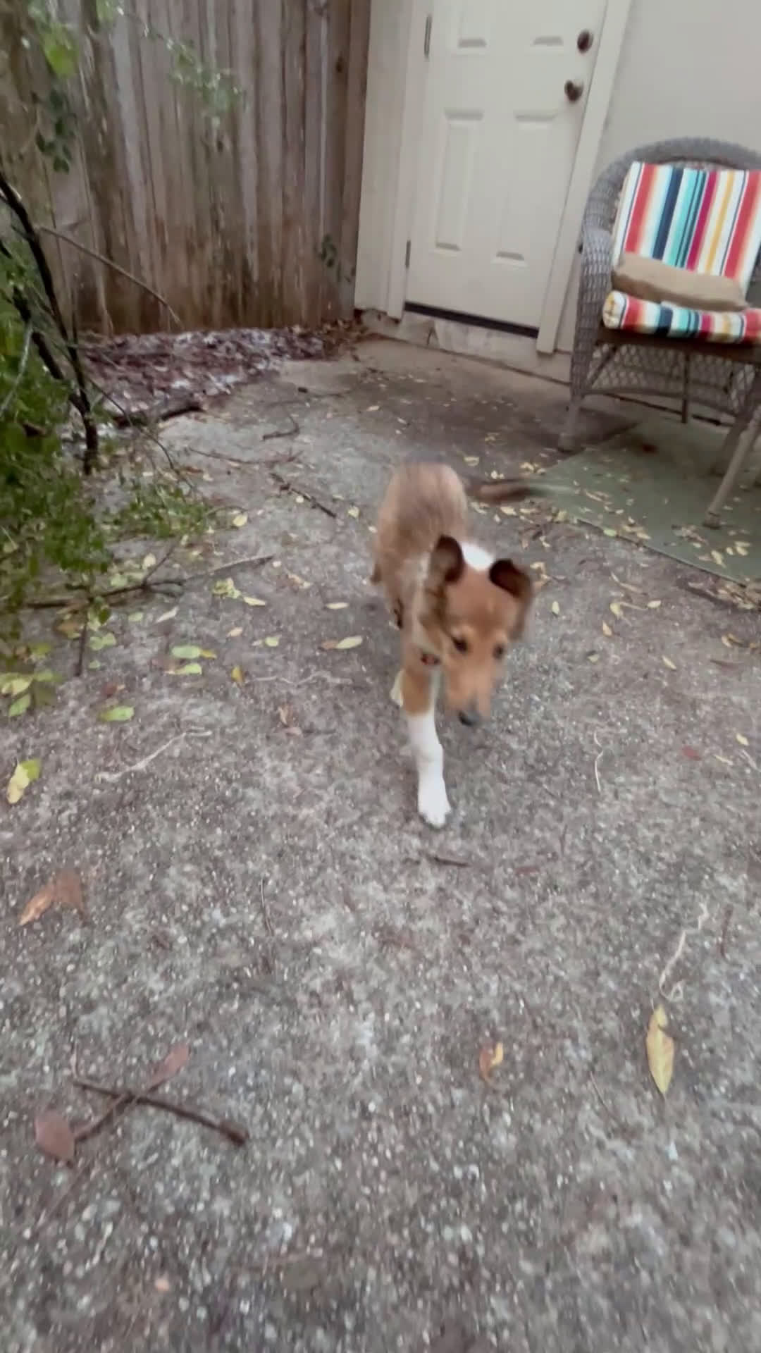 Collie dogs for sale: Collie Puppy 1 - Video 1