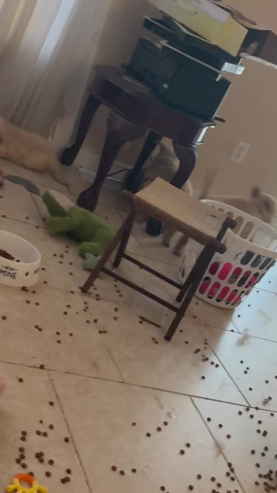 Golden Retriever dogs for sale: Nova - Video 10