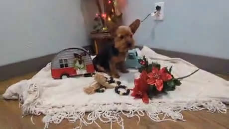 Yorkshire Terrier dogs for sale: Moose - Video 1