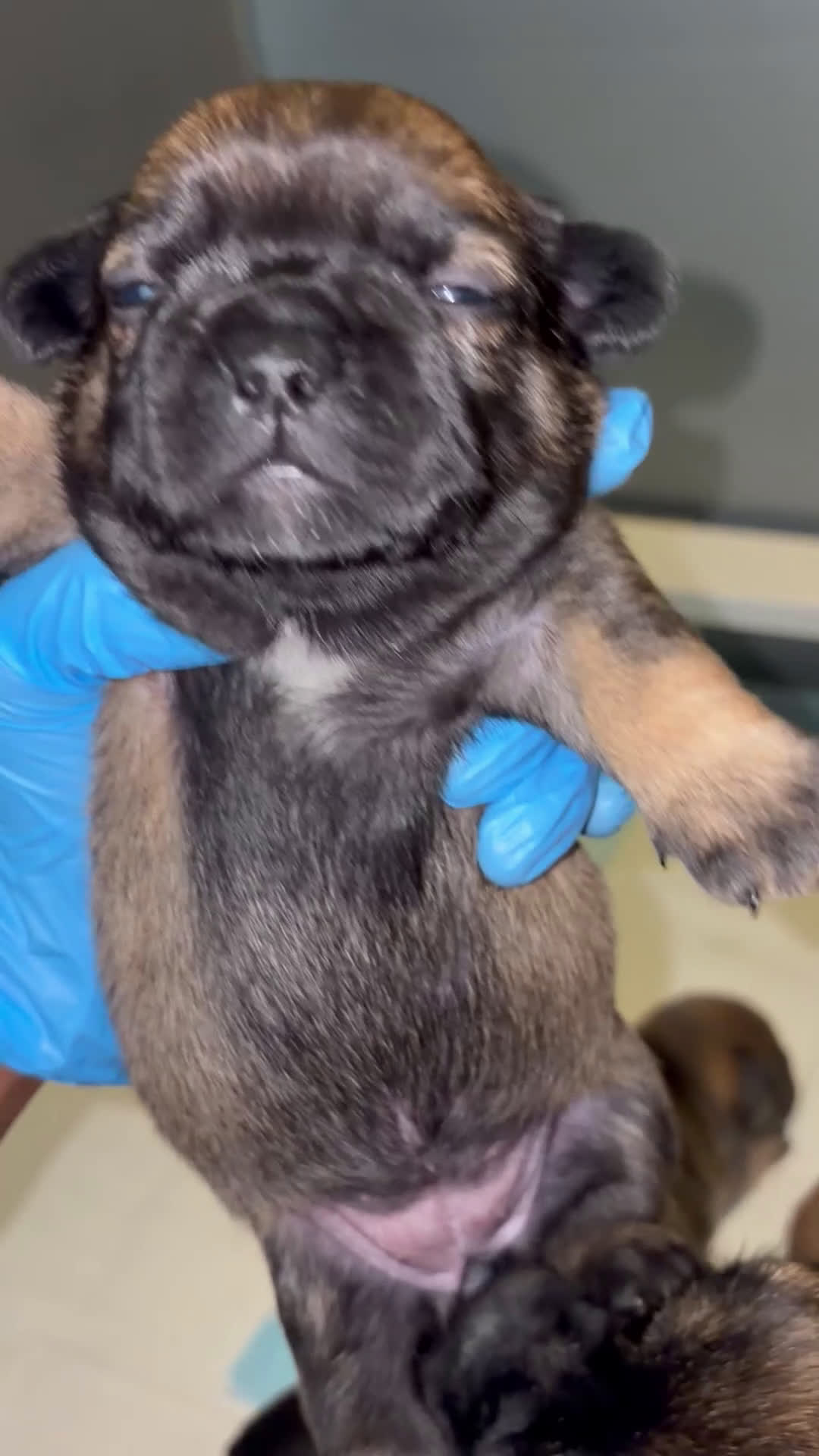 French Bulldog dogs for sale: French Bulldog Puppy 2 - Video 1