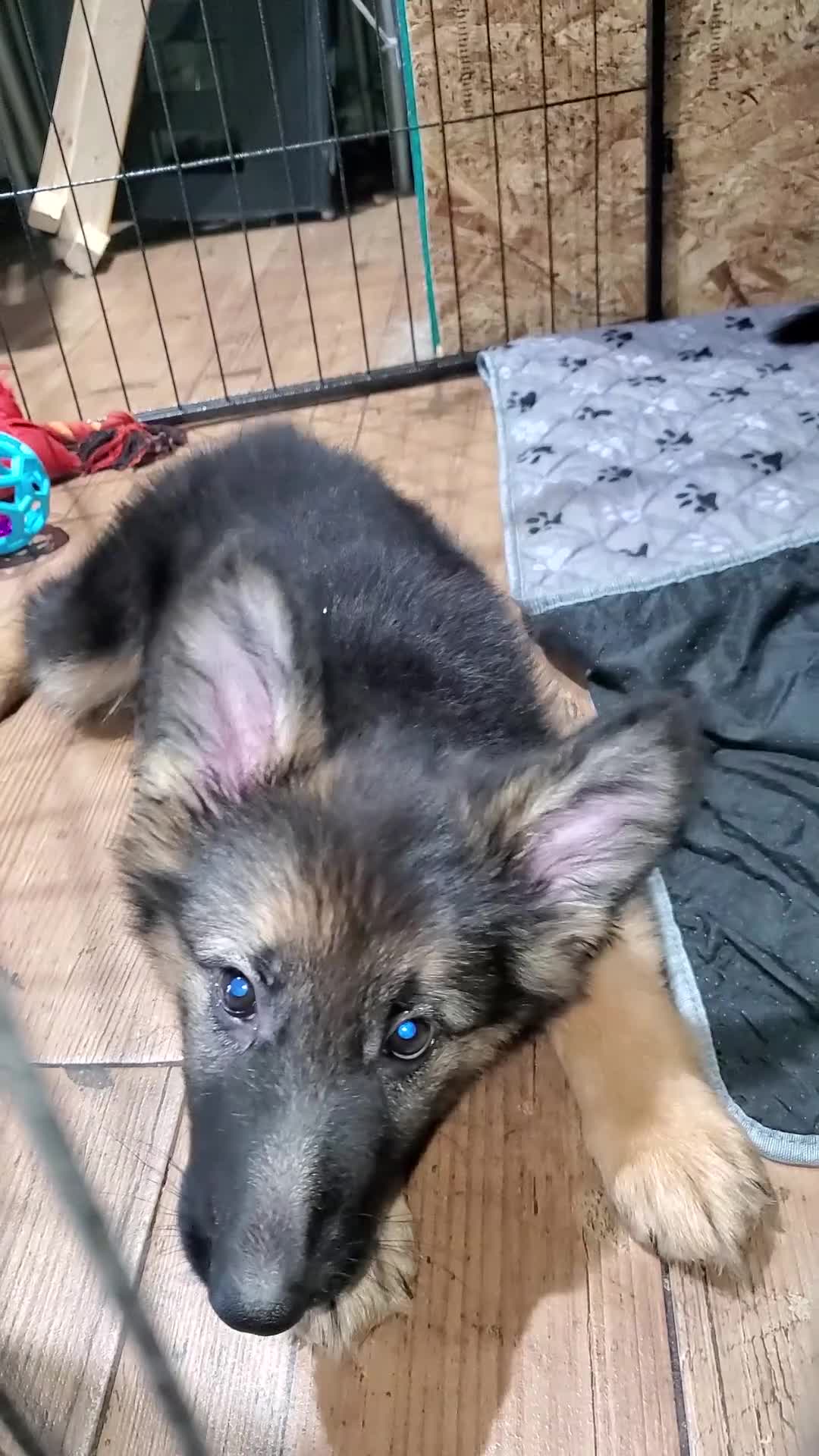 German Shepherd dogs for sale: Yellow - Video 1