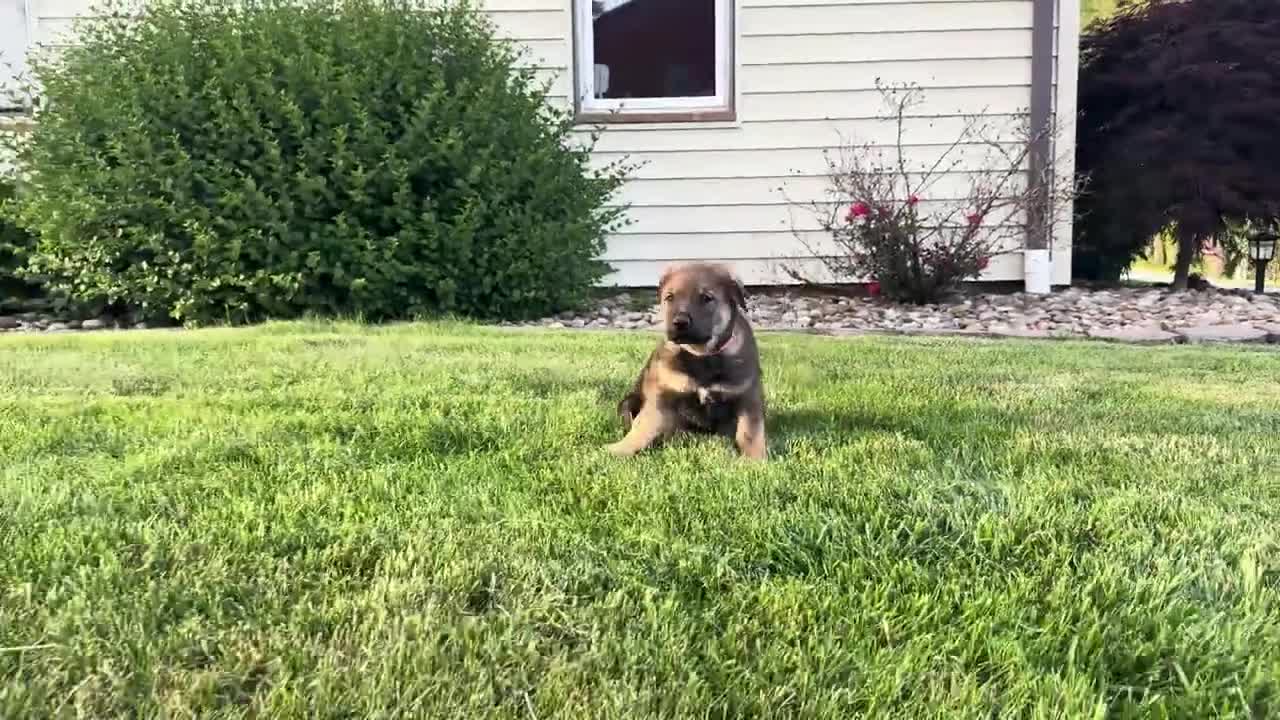Sheprador dogs for sale: Bruno - Video 1