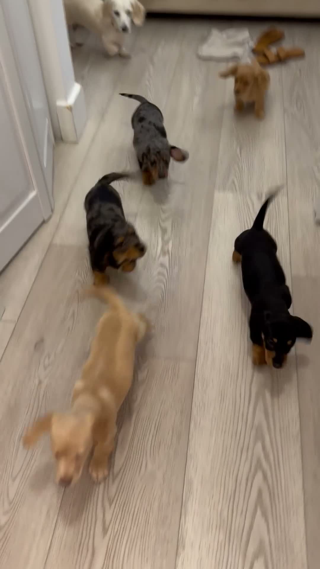 Miniature Dachshund dogs for sale: Miniature Dachshund 1 - Video 2