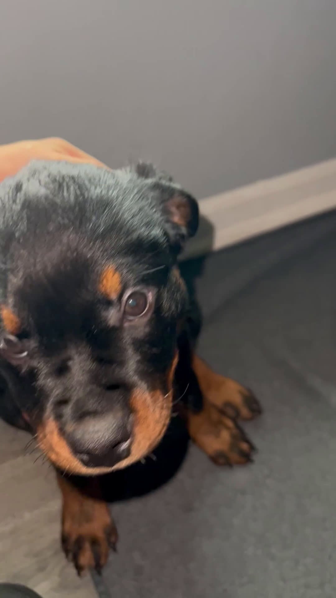 Rottweiler dogs for sale: Lady - Video 1