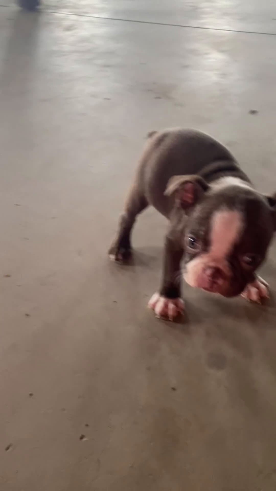 Boston Terrier dogs for sale: Lily - Video 1