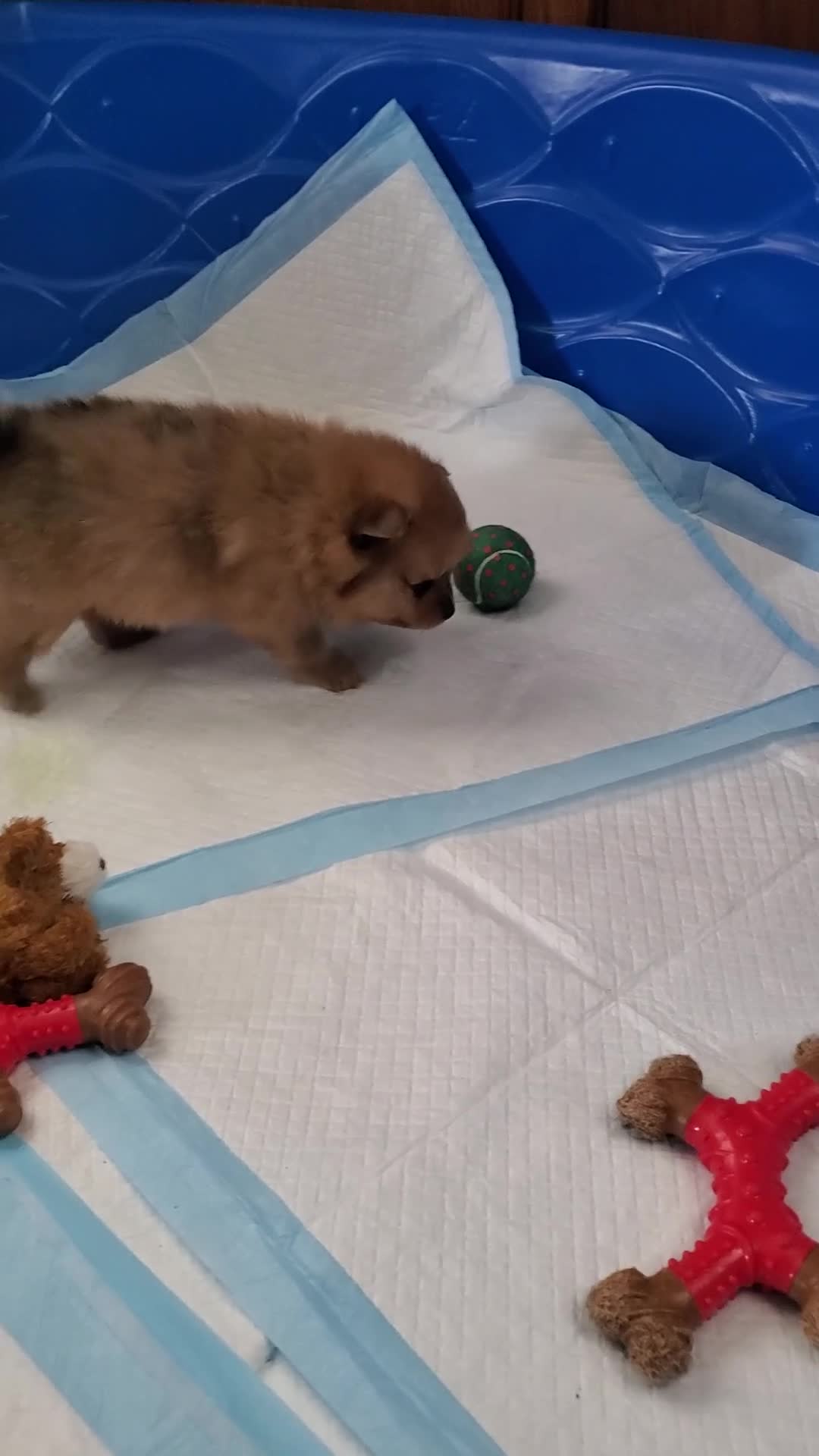 Pomeranian dogs for sale: Luke - Video 4