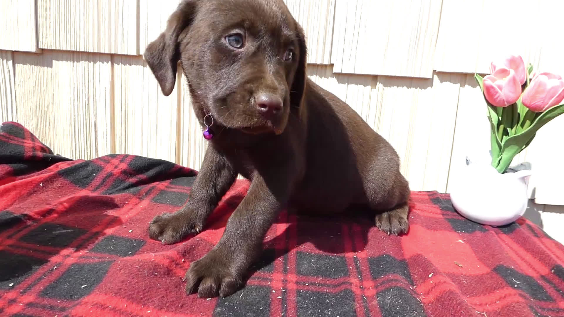 Labrador Retriever dogs for sale: Labrador Retriever Puppy 9 - Video 1