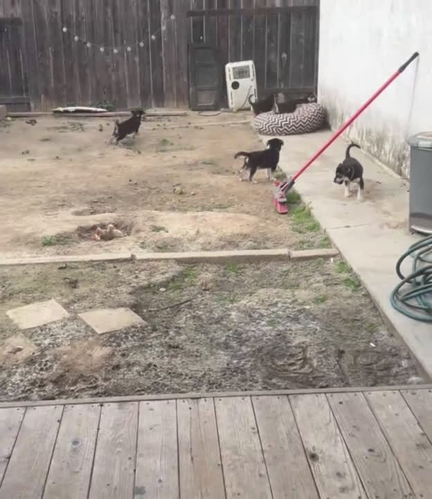 Goberian dogs for sale: Goberian Puppy 6 (Orange) - Video 1