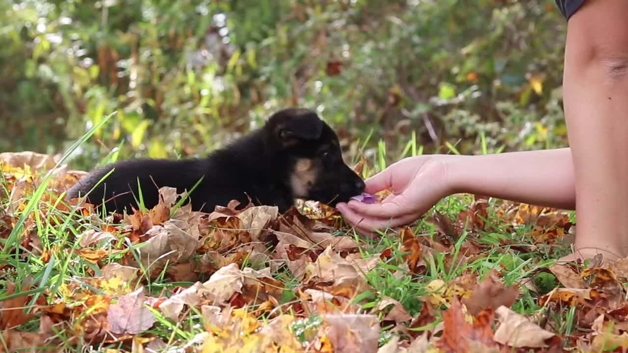 German Shepherd dogs for sale: Rosalie - Video 1