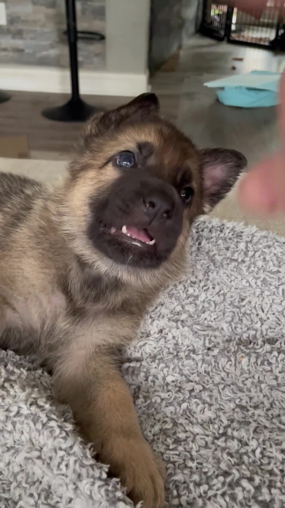 German Shepherd dogs for sale: Baby - Video 1