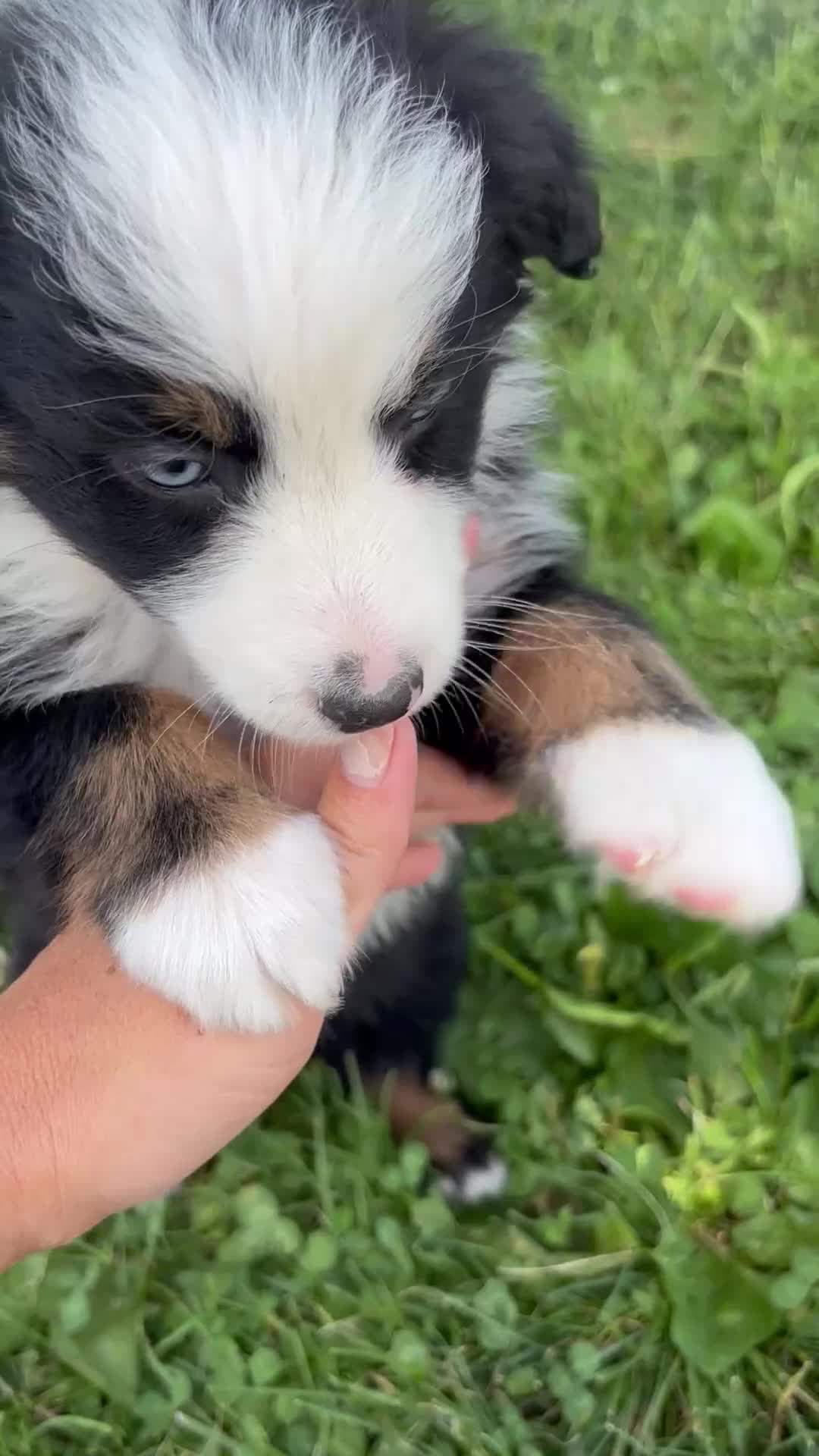 Australian Shepherd dogs for sale: Max  - Video 1