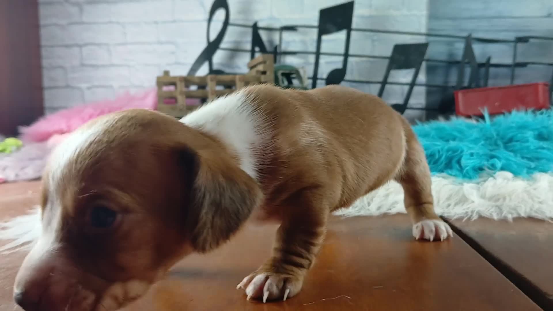 Dachshund dogs for sale: Nationwide delivery. Sugar pies red and white boy - Video 1