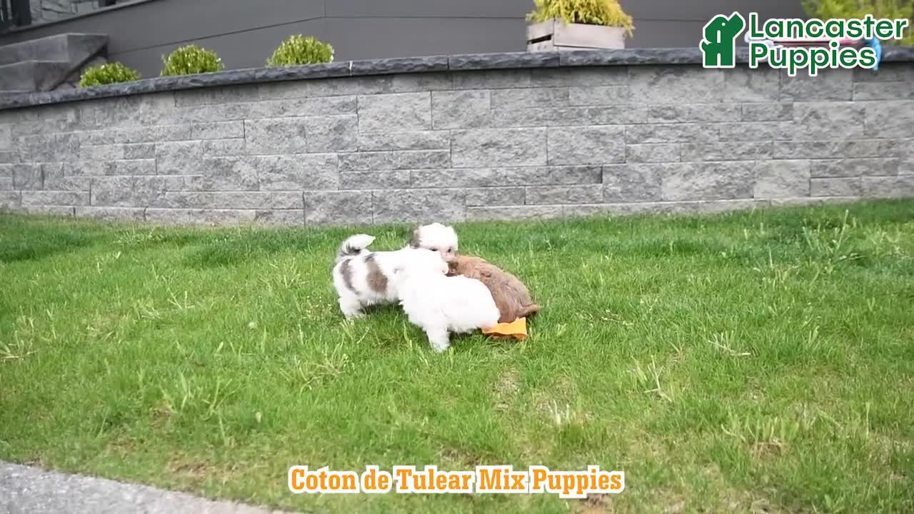 Mixed Breed dogs for sale: Candy - Video 1