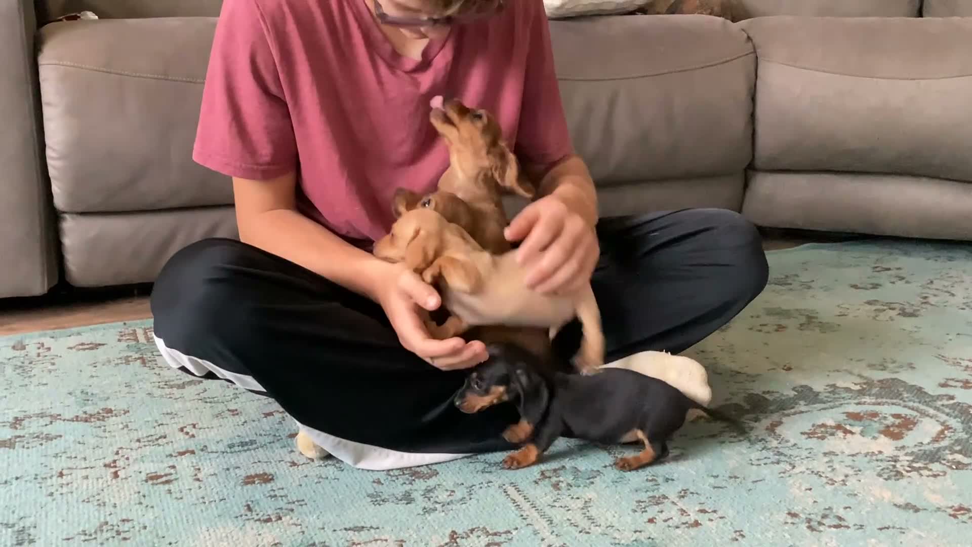 Miniature Dachshund dogs for sale: Zane - Video 1
