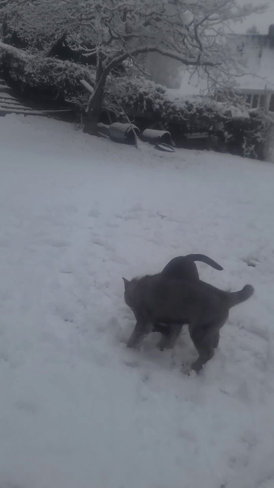 Pomsky dogs for sale: Lucky - Video 1