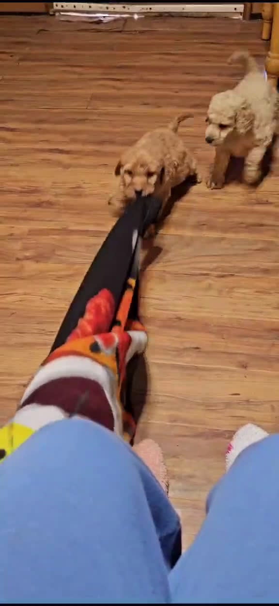 Goldendoodle dogs for sale: Goldendoodle Puppy 3 - Video 1